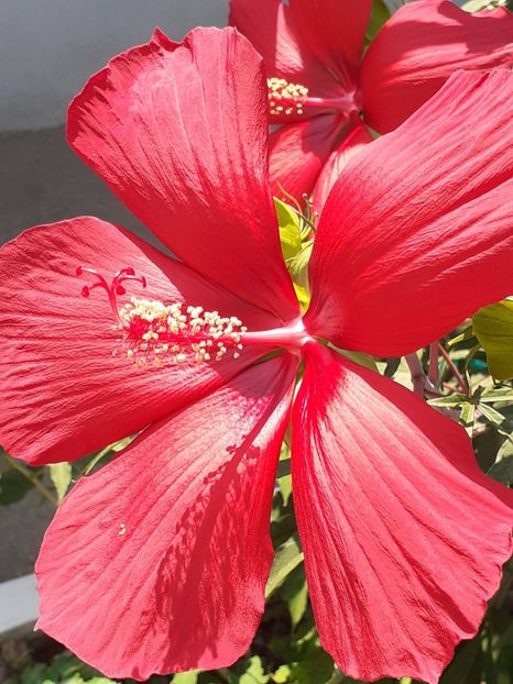  - HIBISCUS MOSCHETUOS