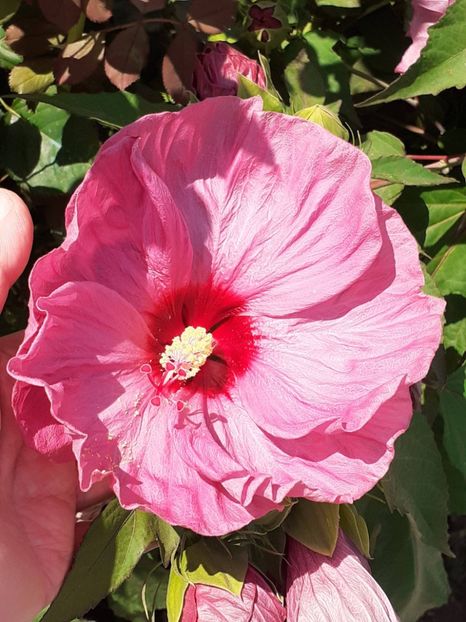  - HIBISCUS MOSCHETUOS
