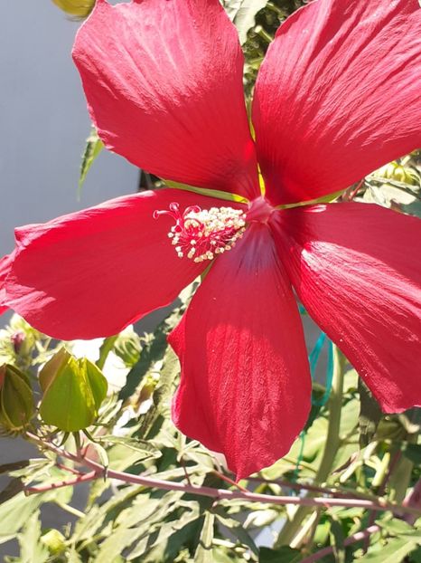  - HIBISCUS MOSCHETUOS