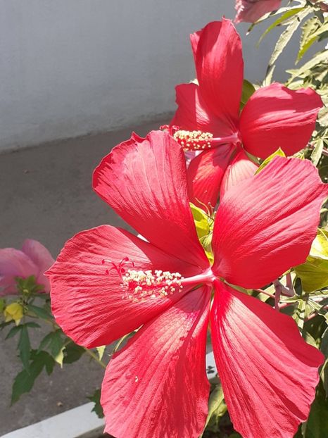  - HIBISCUS MOSCHETUOS