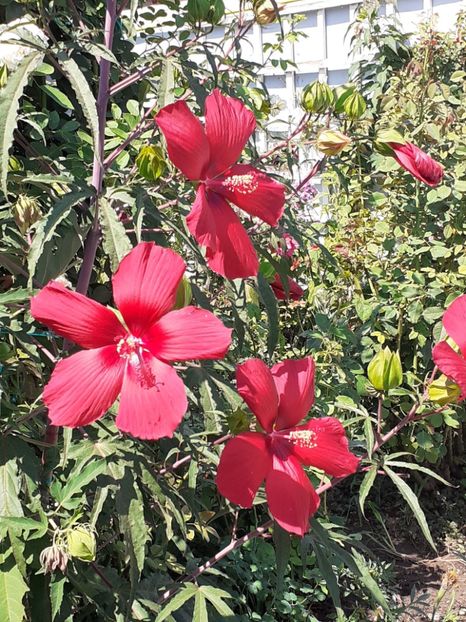  - HIBISCUS MOSCHETUOS