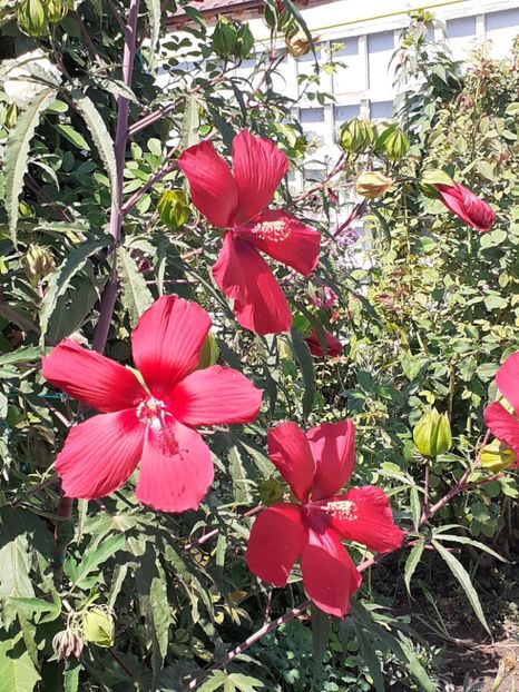  - HIBISCUS MOSCHETUOS