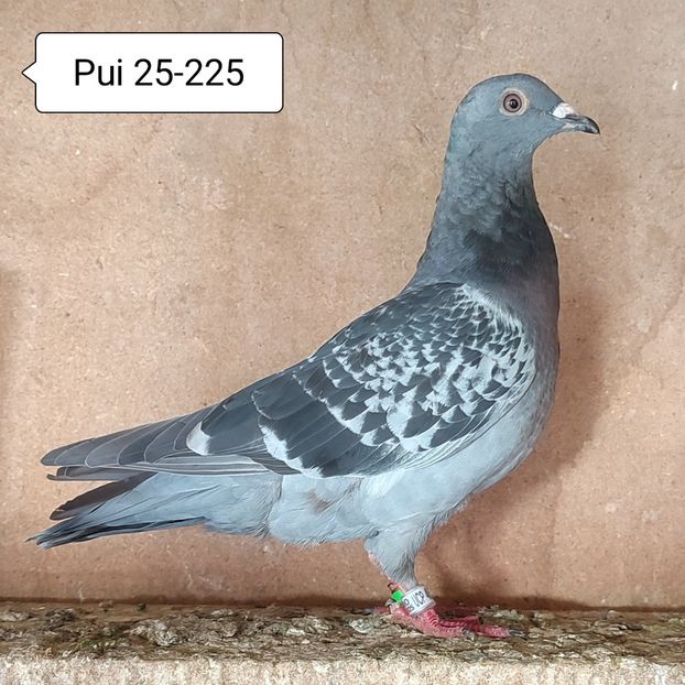 Pui 25-225....-10 lei - Porumbei vanduti