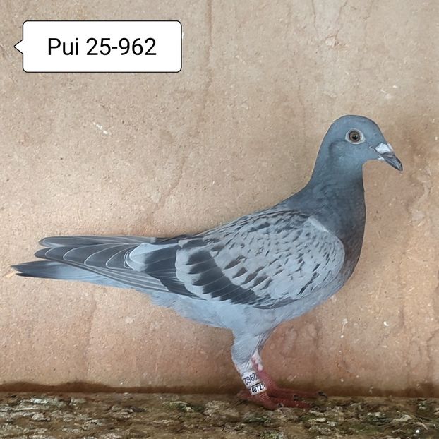 Pui 25-962 - Stropit