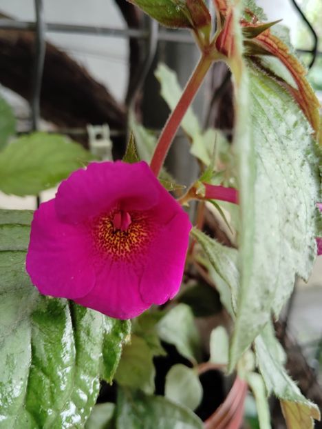 Boca do Inferno - - - - 2025