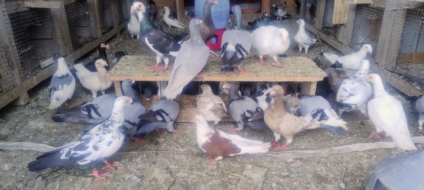  - 2- PORUMBEI VOIAJORI PE STIL VECHI