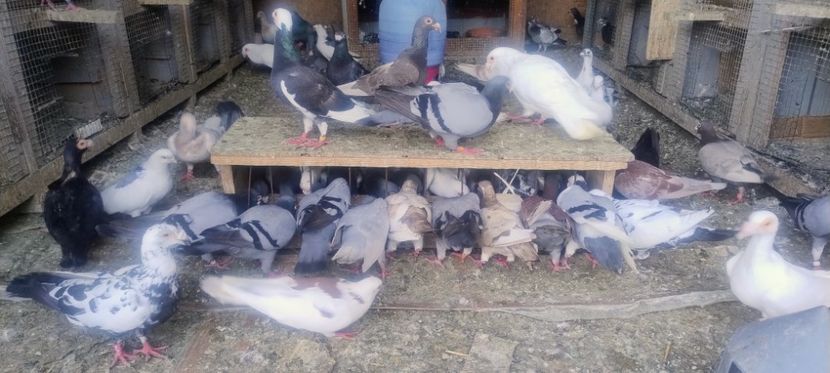  - 2- PORUMBEI VOIAJORI PE STIL VECHI