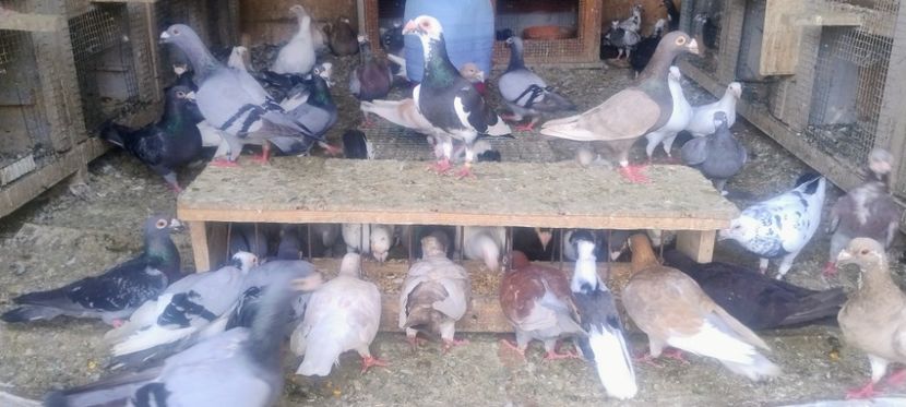  - 2- PORUMBEI VOIAJORI PE STIL VECHI