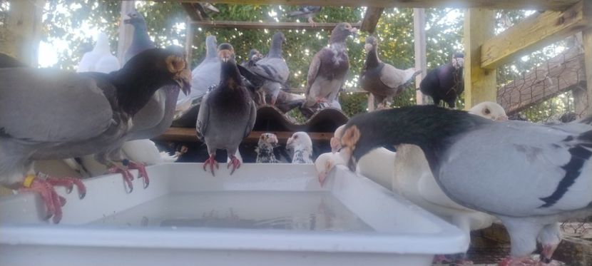  - 2- PORUMBEI VOIAJORI PE STIL VECHI