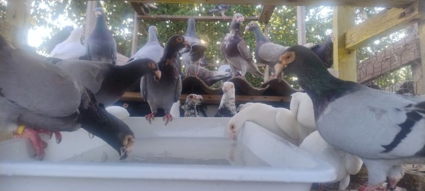  - 2- PORUMBEI VOIAJORI PE STIL VECHI