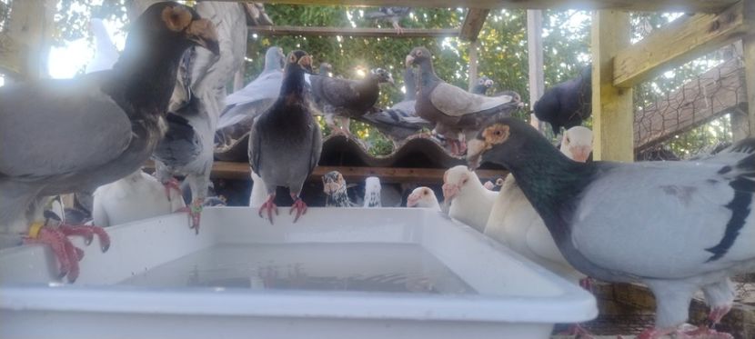  - 2- PORUMBEI VOIAJORI PE STIL VECHI