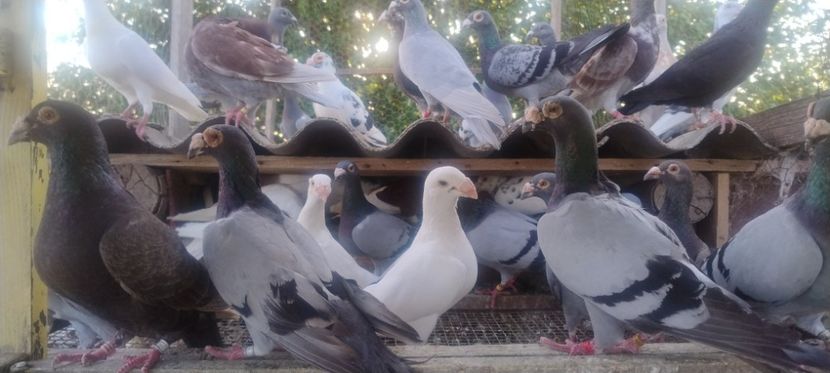  - 2- PORUMBEI VOIAJORI PE STIL VECHI