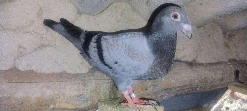  - 2- PORUMBEI VOIAJORI PE STIL VECHI