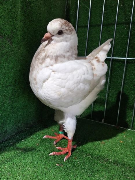 56377478-8188-4531-be70-48bdaf80a882 - King 2025