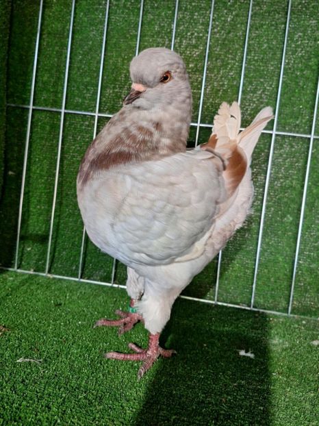 a9d64395-b63b-49c5-990d-fe77ecf036cb - King 2025