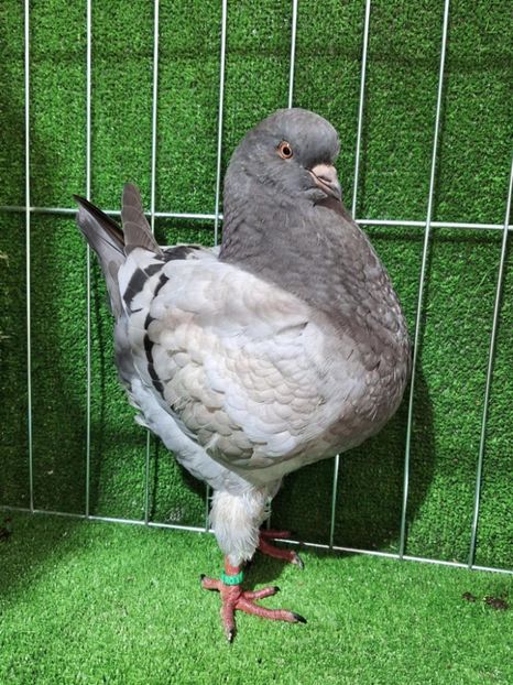 f4ed9362-d7a7-4283-9d66-9f18541eabe1 - King 2025