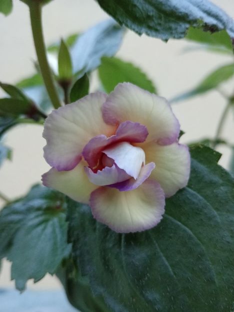 Cote D Ivoire - - - - 2025