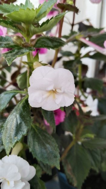  - 2025-RF s PINA COLADA