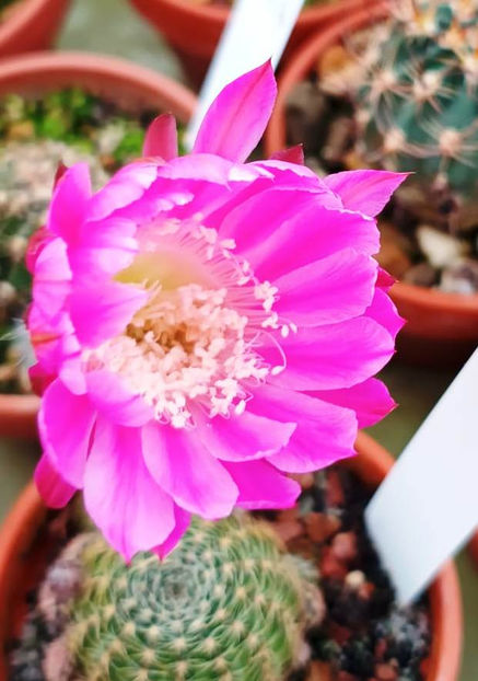 Lobivia hb KP 15 - Lobivia hb KP 15