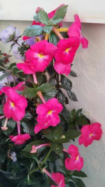  - 2025-BriD s ANNIKA