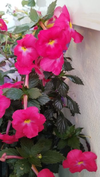  - 2025-BriD s ANNIKA