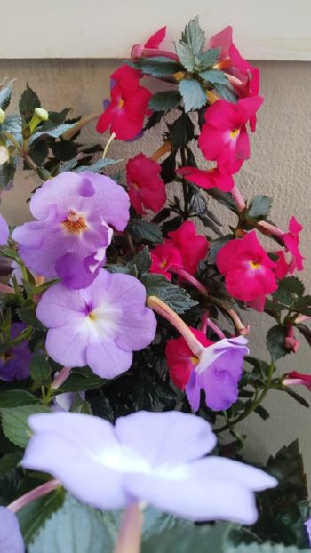  - 2025-BriD s ANNIKA