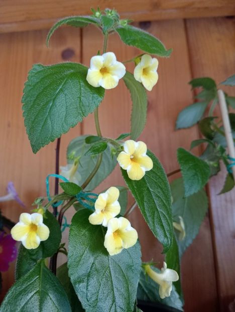  - AnYa s Olga Pidpala