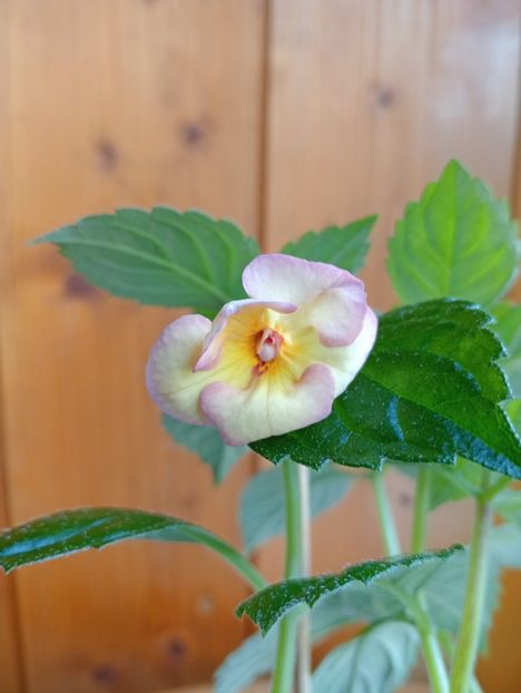 Hot Spot - - - - 2025