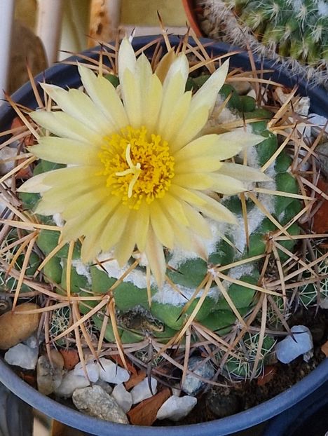 Coryphanta sulcolanata - Cactusi si suculente 2020-2021-2022-2023- 2024-2025