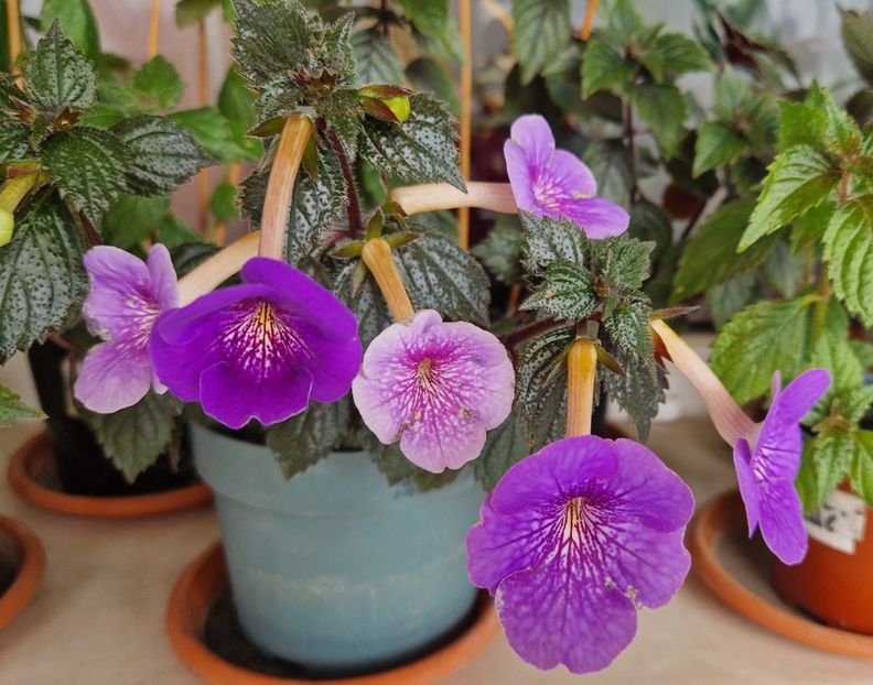  - Serge s Revelation p