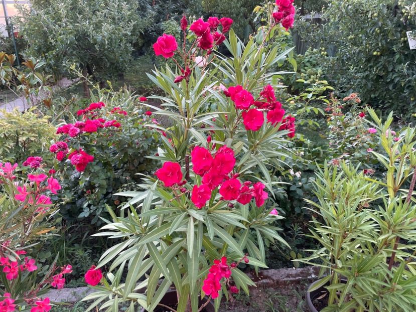  - 0006 - Leandri 2023-2024-2025