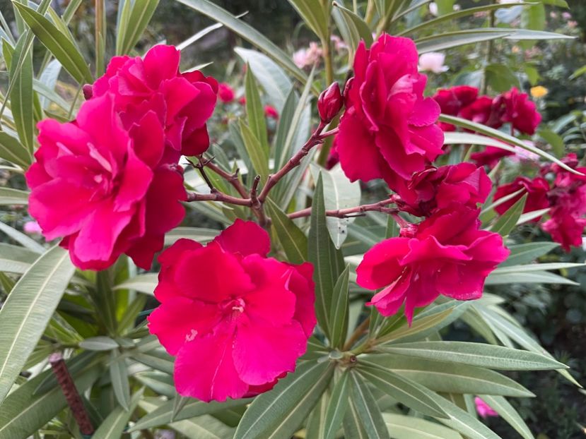  - 0006 - Leandri 2023-2024-2025