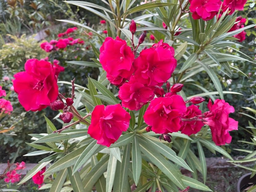  - 0006 - Leandri 2023-2024-2025