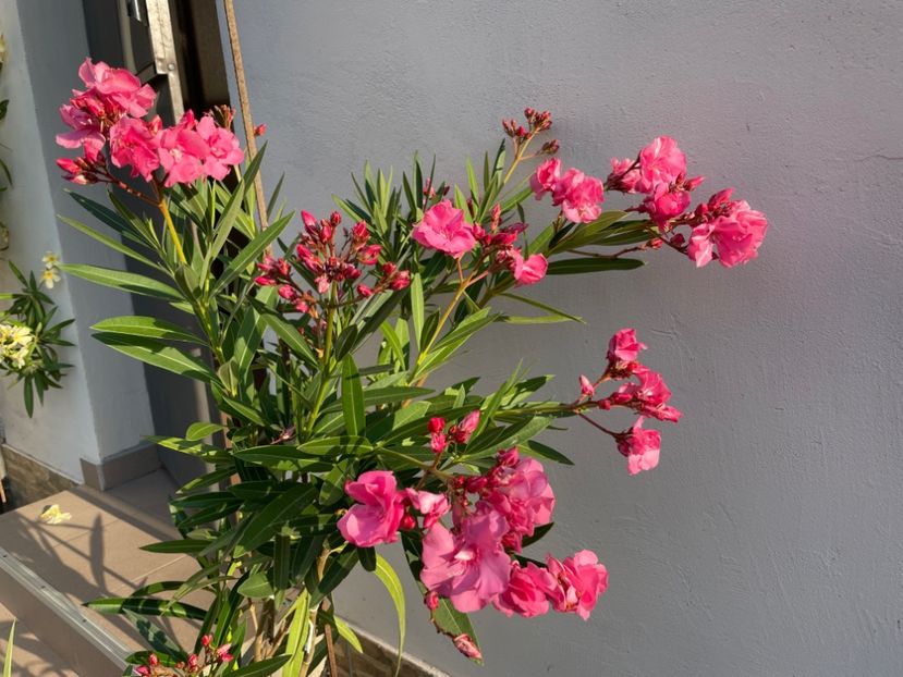  - 0006 - Leandri 2023-2024-2025