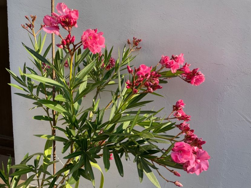  - 0006 - Leandri 2023-2024-2025