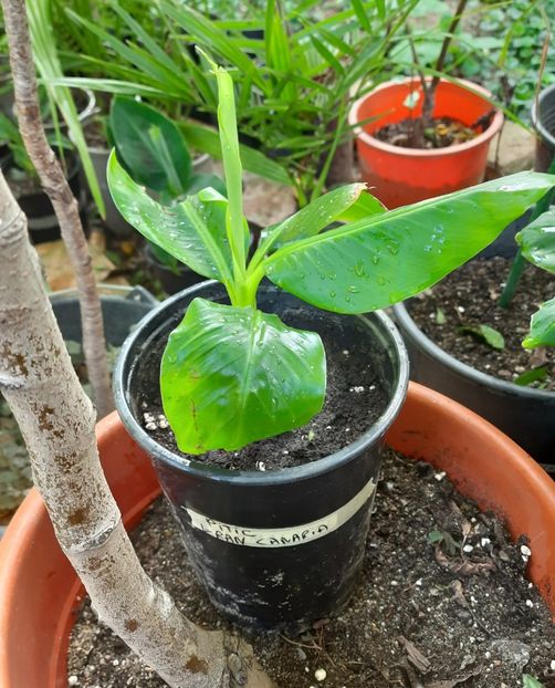 31 iulie 2025 - Banan din Insulele canare