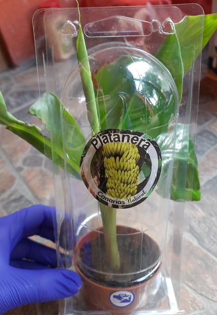 Adus din Insulele Canare - Banan din Insulele canare