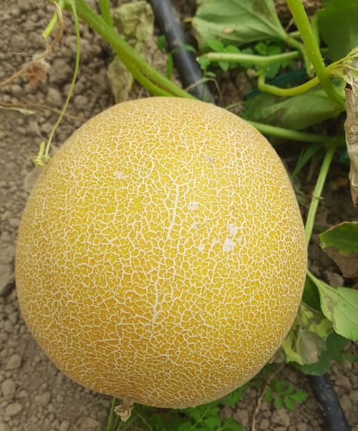 Pepene galben foarte productiv - Pepene hibrid in solar