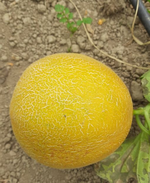 Foarte dulce hibridul grecesc - Pepene hibrid in solar