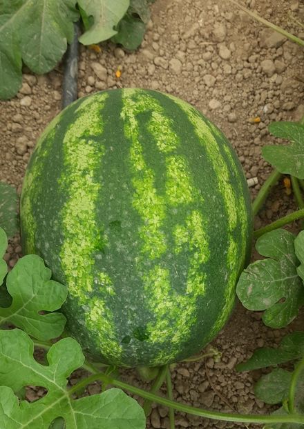 22 iulie 2025 - Pepene verde