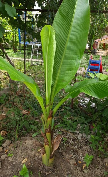 Banan din seminte madeira - Banan din seminte Madeira