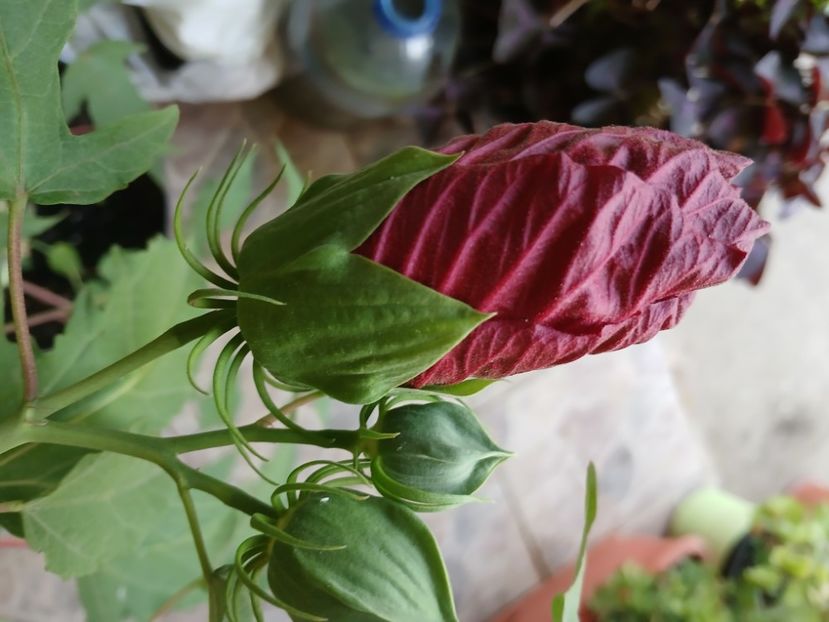  - Hibiscus moscheutos