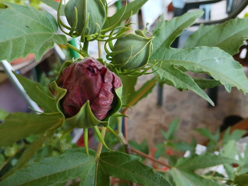  - Hibiscus moscheutos