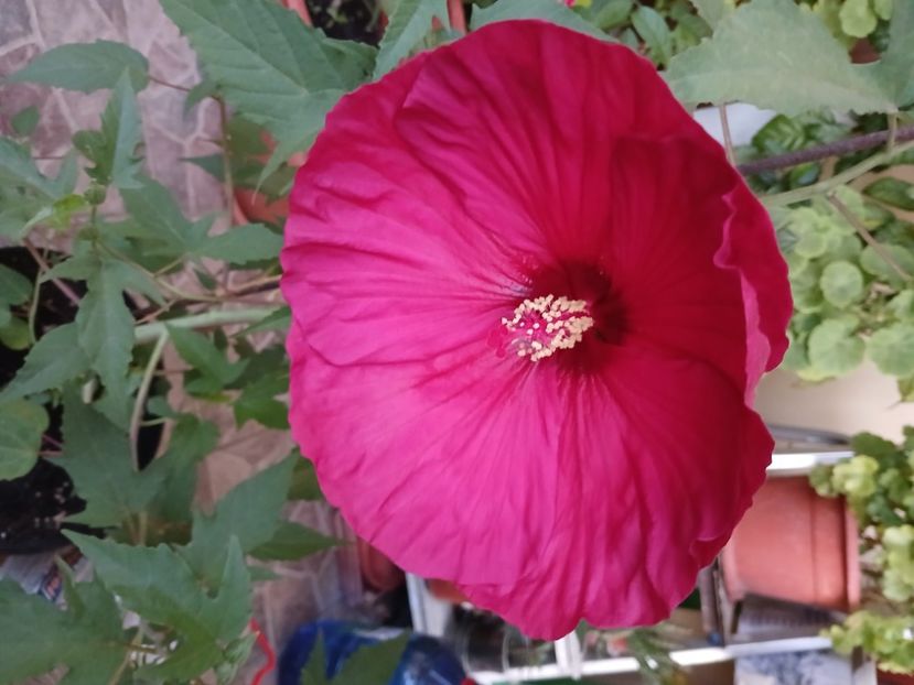  - Hibiscus moscheutos