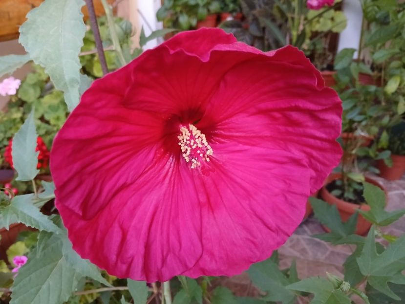  - Hibiscus moscheutos