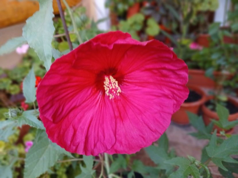  - Hibiscus moscheutos
