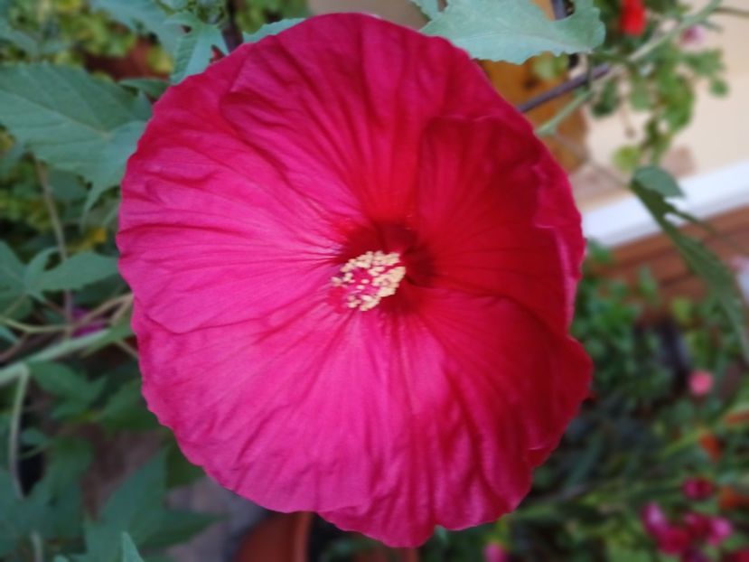  - Hibiscus moscheutos