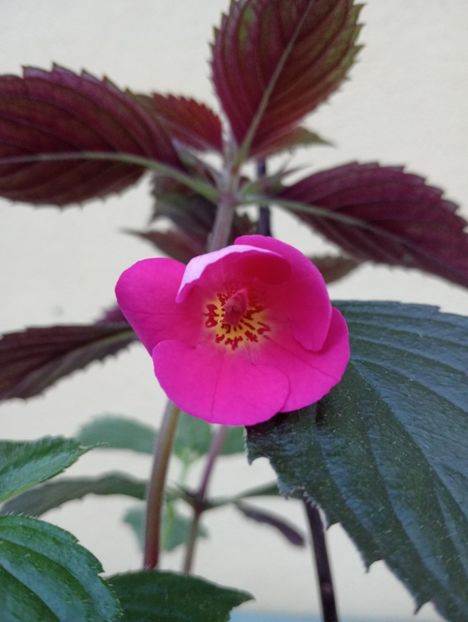 2025 - BriDs Anonimii Roz