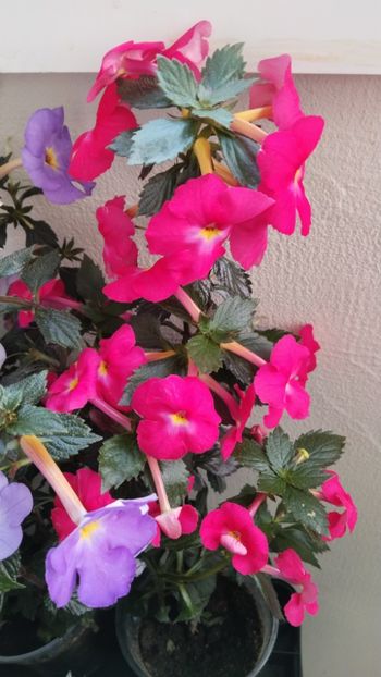  - 2025-BriD s ANNIKA