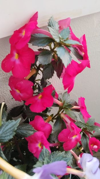  - 2025-BriD s ANNIKA